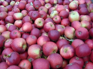 Æbler fra Strandbakkens Frugtplantage