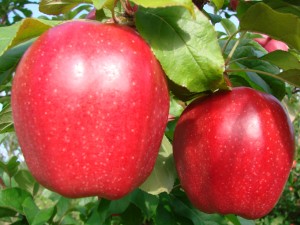 Gloster æbler fra Strandbakkens Frugtplantage