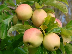 Golden Delicious æble fra Strandbakkens Frugtplantage