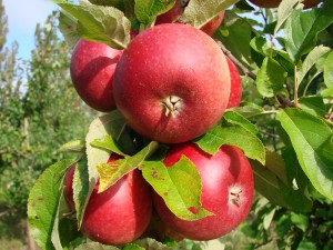 Ingrid Marie æble fra Strandbakkens Frugtplantage