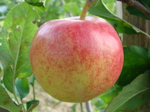 Initial æble fra Strandbakkens Frugtplantage
