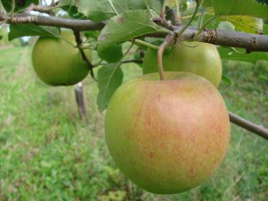 Jonagold Red æbler fra Strandbakkens Frugtplantage