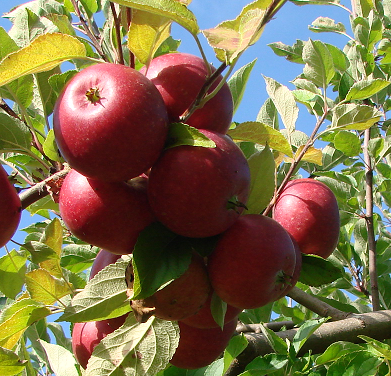 Karen Schneider æbler fra Strandbakkens Frugtplantage