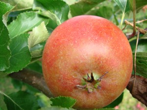 Queen Cox æbler fra Strandbakkens Frugtplantage