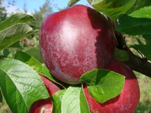 Spartan æbler fra Strandbakkens Frugtplantage