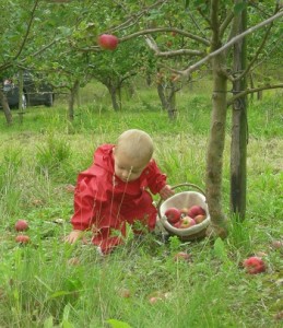 Æbleplukning er sjovt i alle aldre